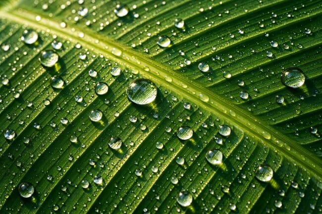 Banana Leaves vs Plastic: 1 Amazing Way to Save Earth — AI-generated image of banana leaf with water droplets